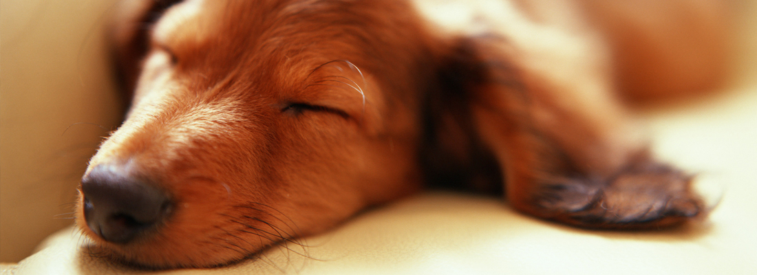 Cane che dorme su un letto La Tessitura di Conversano